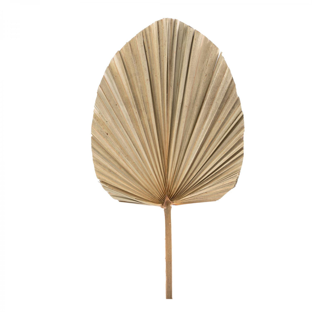 Dried Fountain Palm Stem