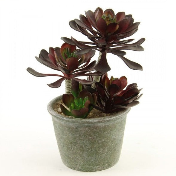 Potted Succulent